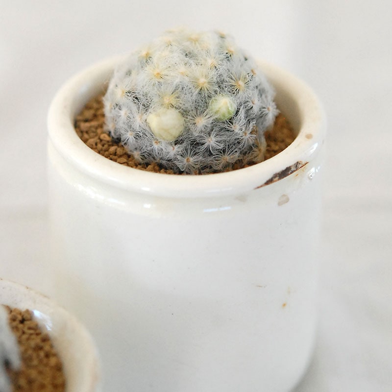 Mammillaria 明星