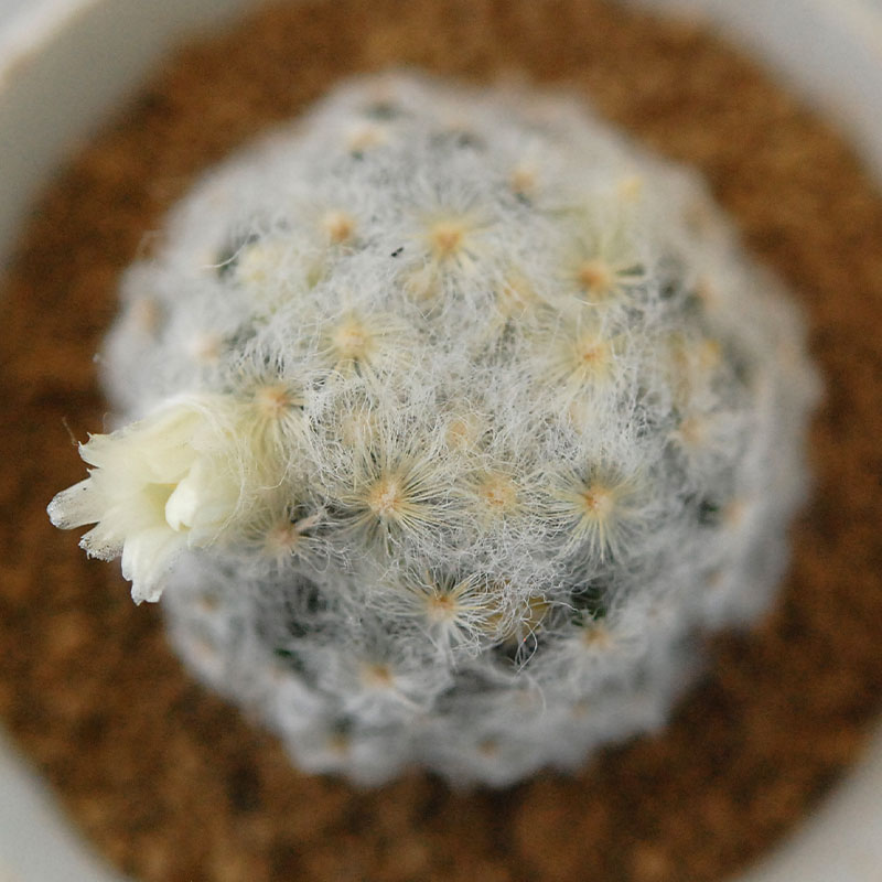 Mammillaria 明星