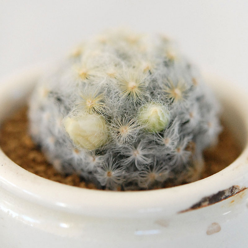 Mammillaria 明星