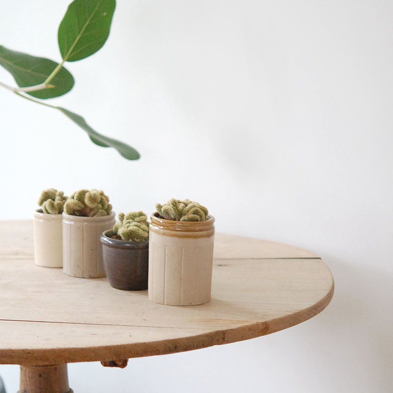 Mammillaria 金手毬セッカ x antique イギリスジャー