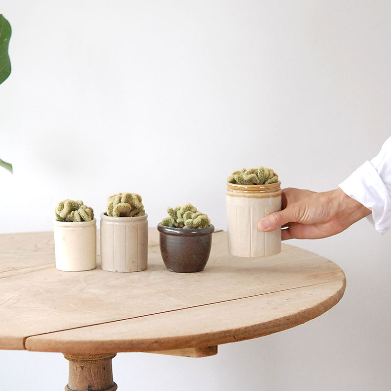 Mammillaria 金手毬セッカ x antique イギリスジャー