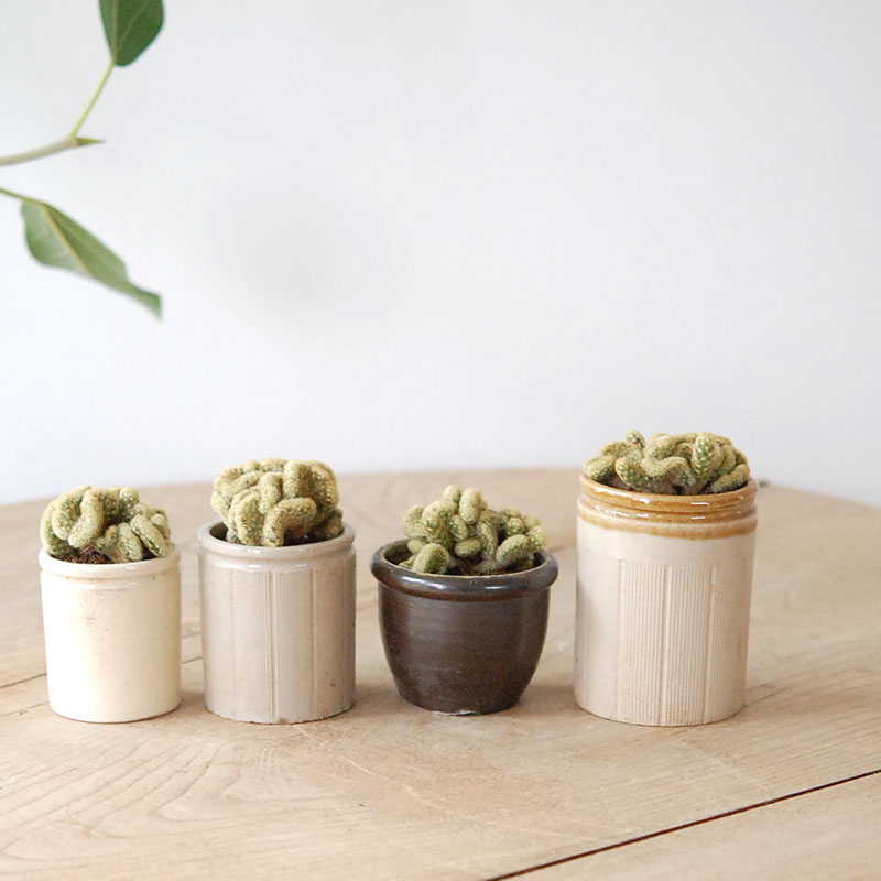 Mammillaria 金手毬セッカ x antique イギリスジャー