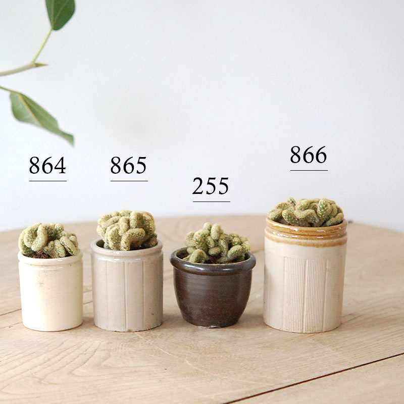 Mammillaria 金手毬セッカ x antique イギリスジャー