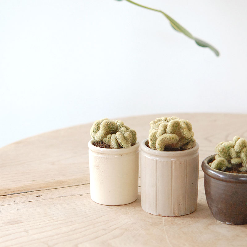 Mammillaria 金手毬セッカ x antique イギリスジャー