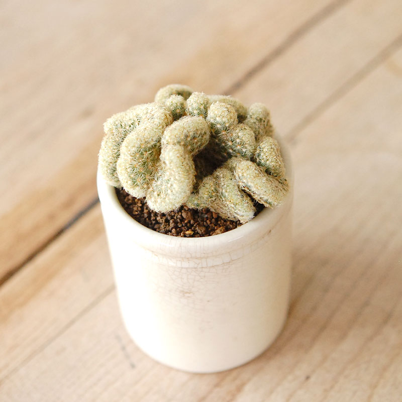 Mammillaria 金手毬セッカ x antique イギリスジャー