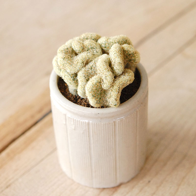 Mammillaria 金手毬セッカ x antique イギリスジャー