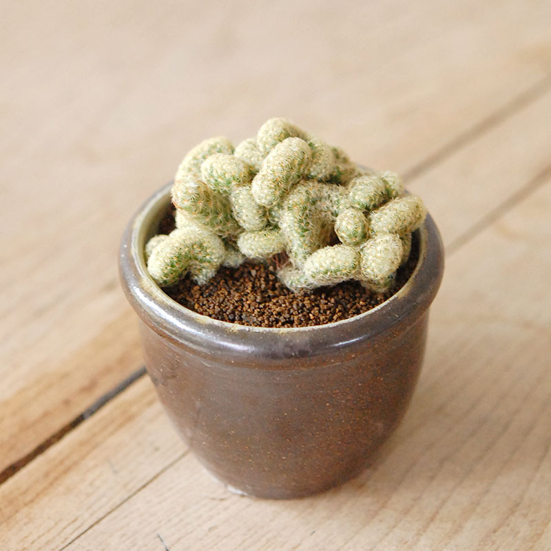 Mammillaria 金手毬セッカ x antique イギリスジャー