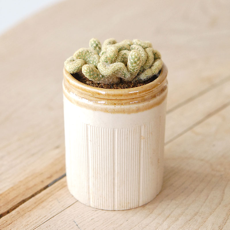 Mammillaria 金手毬セッカ x antique イギリスジャー