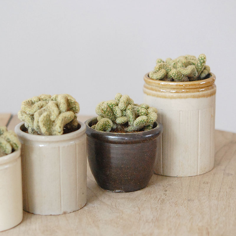 Mammillaria 金手毬セッカ x antique イギリスジャー