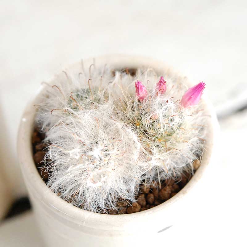 花サボテン ピンク X イギリスジャー 多肉植物の専門店 Solxsol ソルバイソル