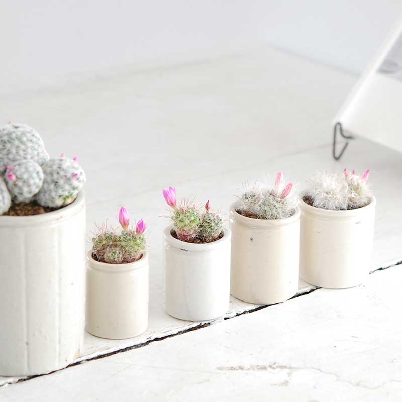 花サボテン ピンク X イギリスジャー 多肉植物の専門店 Solxsol ソルバイソル