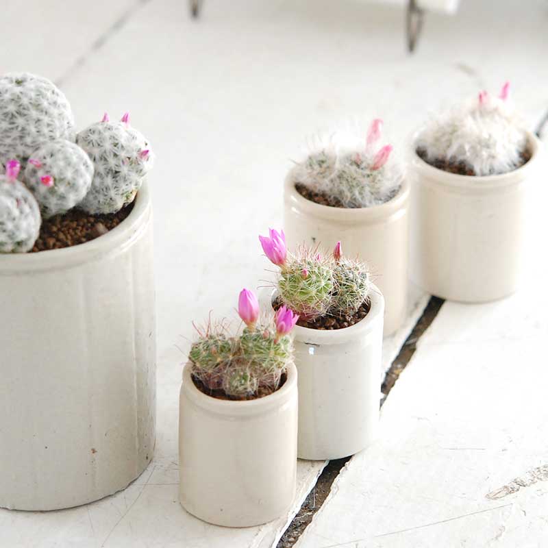 花サボテン ピンク X イギリスジャー 多肉植物の専門店 Solxsol ソルバイソル