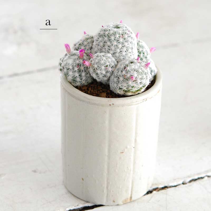 花サボテン ピンク X イギリスジャー 多肉植物の専門店 Solxsol ソルバイソル