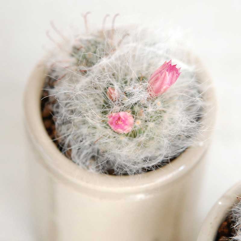 花サボテン ピンク X イギリスジャー 多肉植物の専門店 Solxsol ソルバイソル