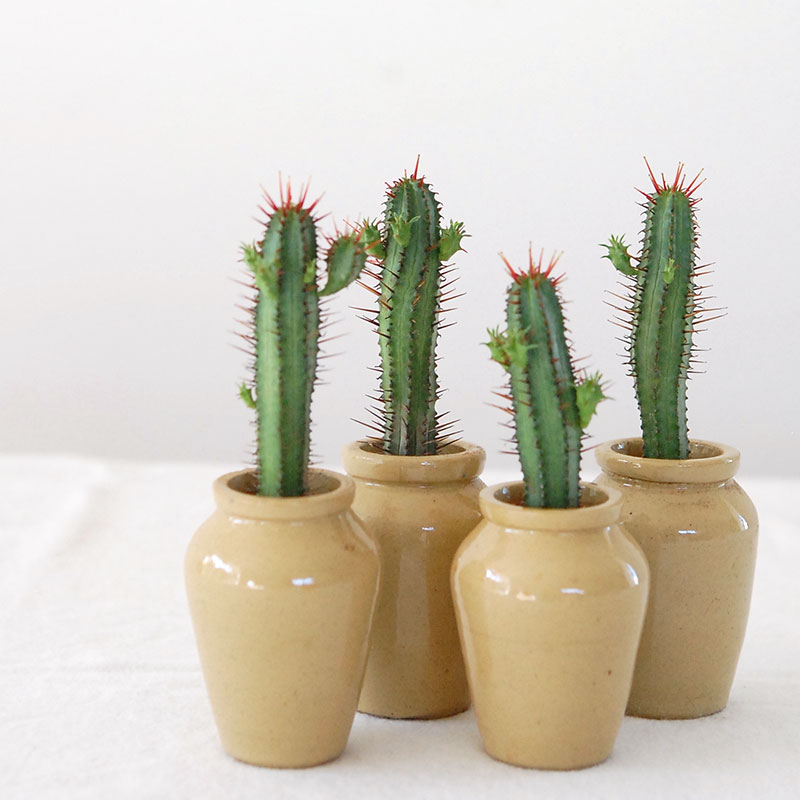 Euphorbia x antique pot 158~161