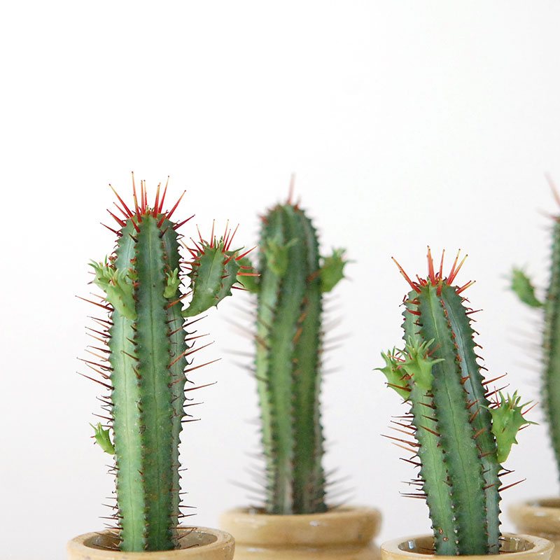 Euphorbia x antique pot 158~161