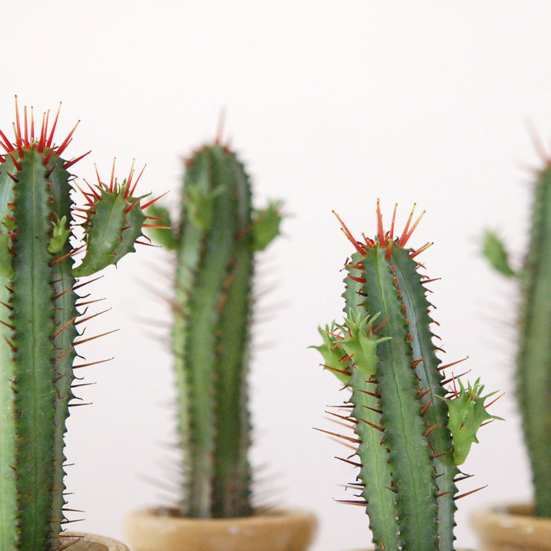 Euphorbia x antique pot 158~161