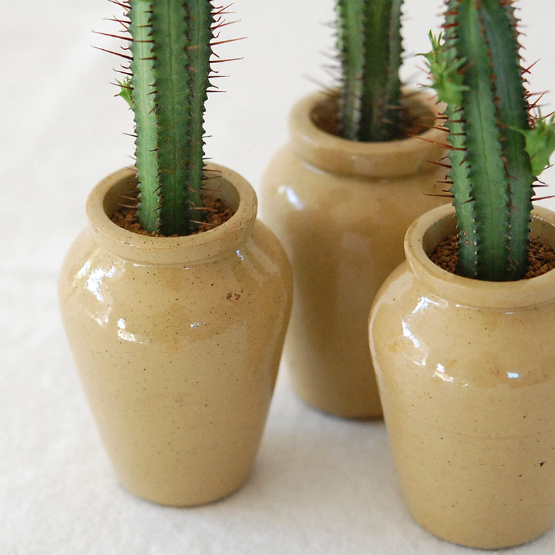 Euphorbia x antique pot 158~161