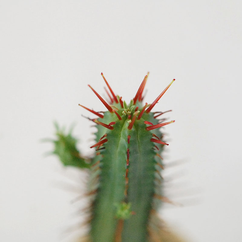 Euphorbia x antique pot 158~161