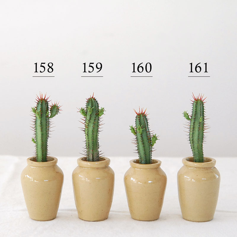 Euphorbia x antique pot 158~161