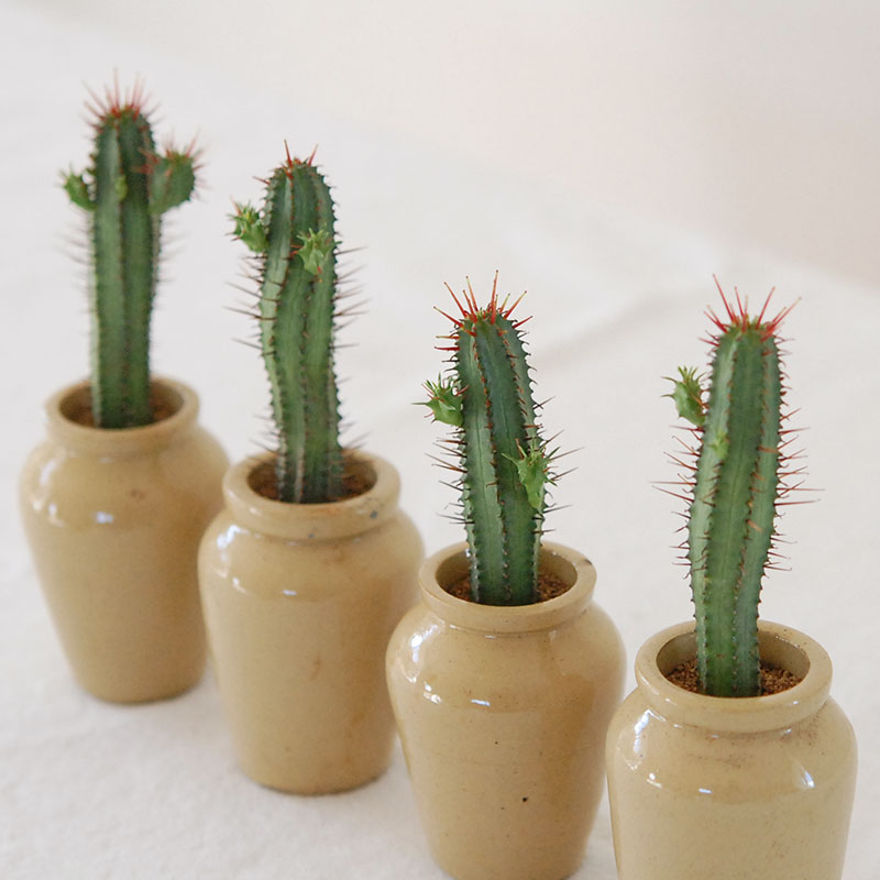 Euphorbia x antique pot 158~161