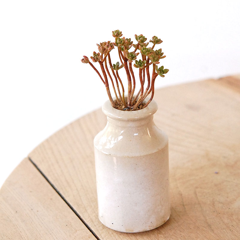 Aeonium 小人の花束 x antique pot