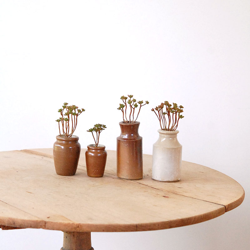 Aeonium 小人の花束 x antique pot