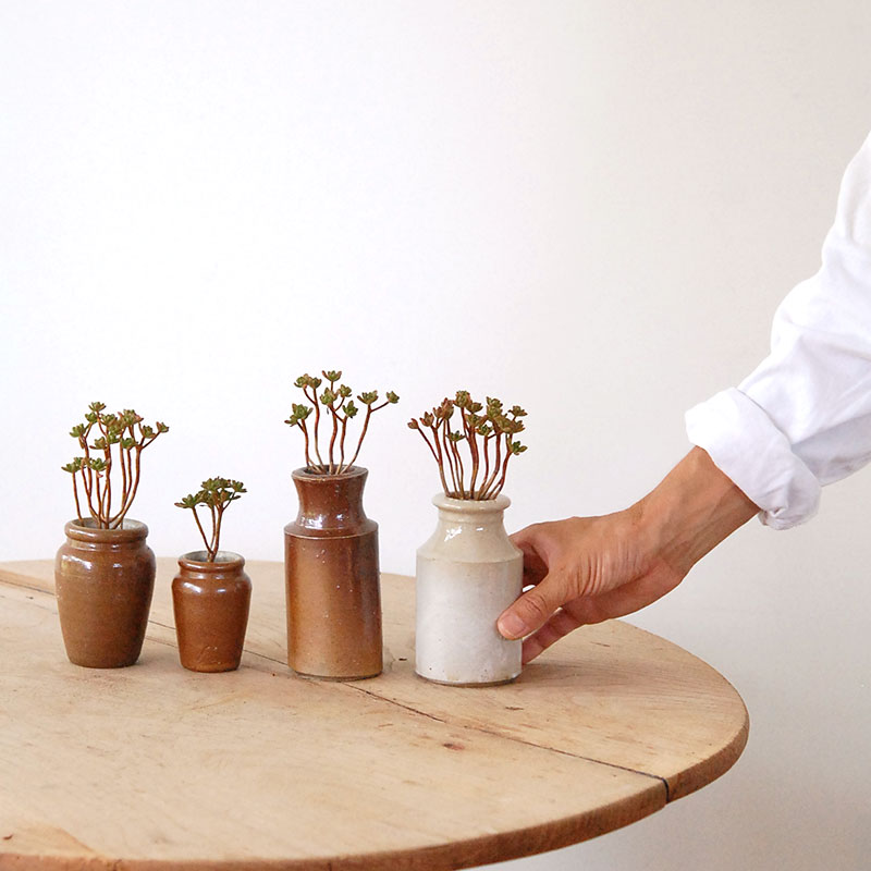 Aeonium 小人の花束 x antique pot