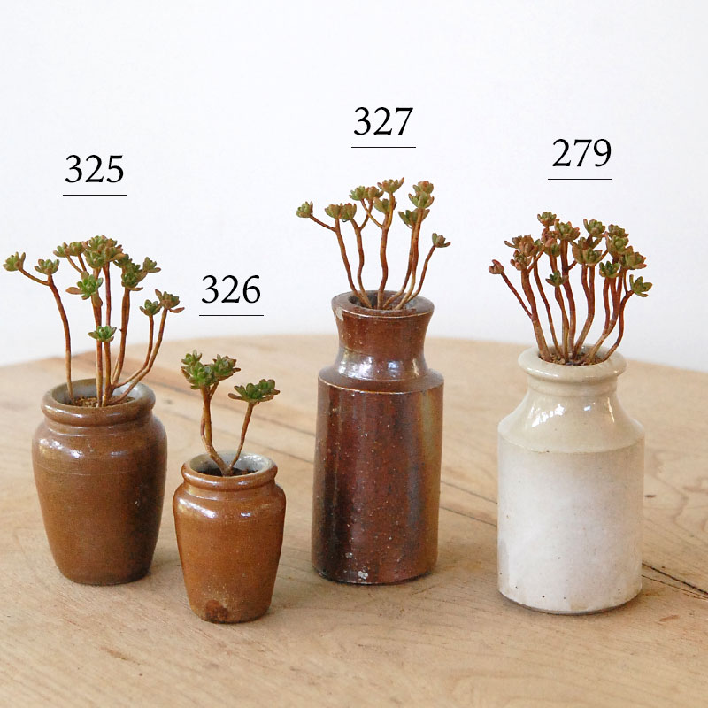 Aeonium 小人の花束 x antique pot