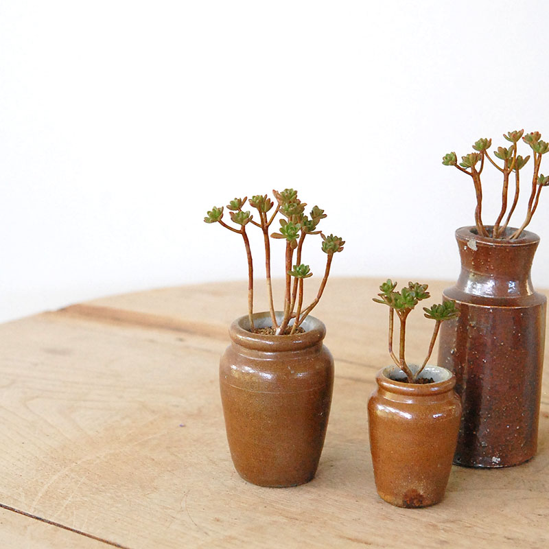 Aeonium 小人の花束 x antique pot