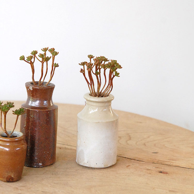 Aeonium 小人の花束 x antique pot