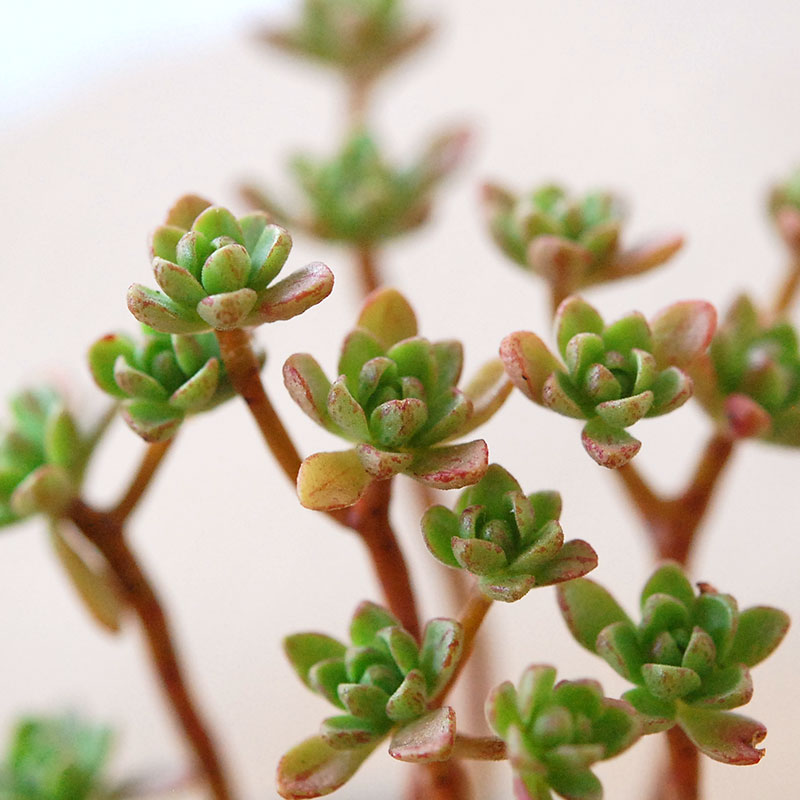 Aeonium 小人の花束 x antique pot
