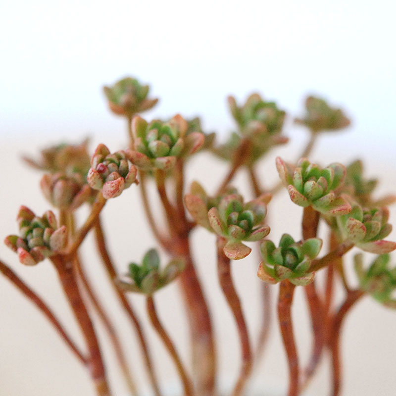 Aeonium 小人の花束 x antique pot