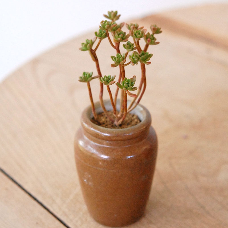 Aeonium 小人の花束 x antique pot