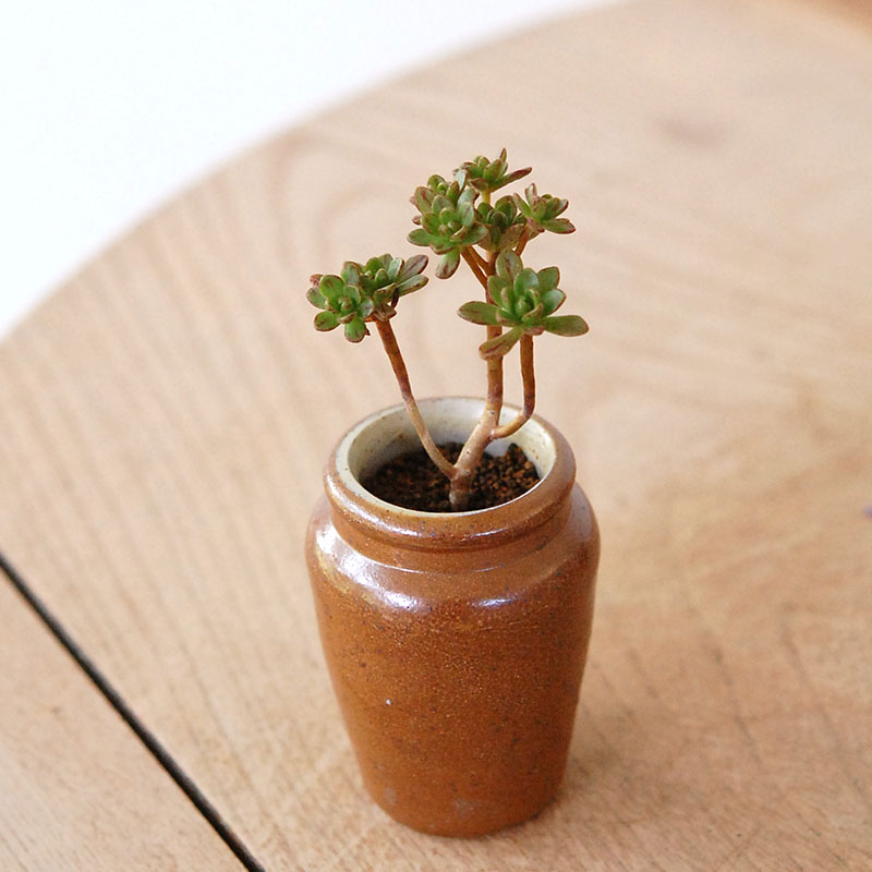 Aeonium 小人の花束 x antique pot