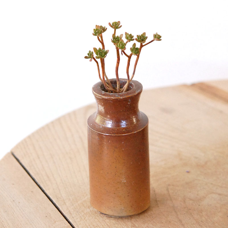 Aeonium 小人の花束 x antique pot