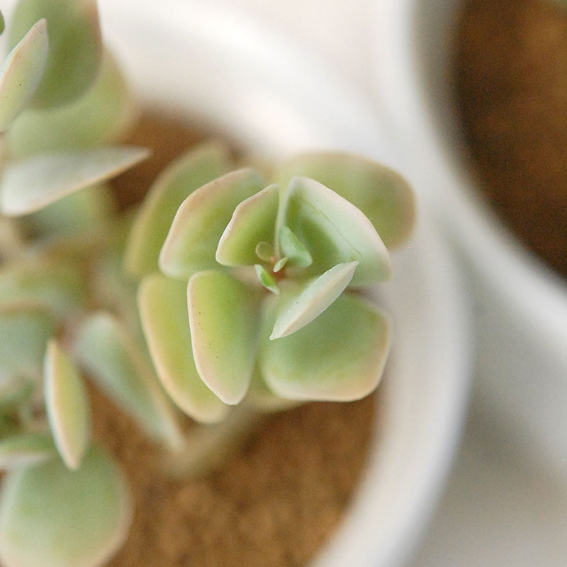 しじみちょう / Kalanchoe