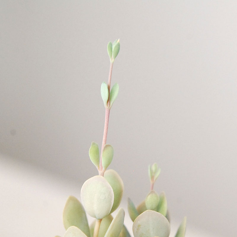 しじみちょう / Kalanchoe