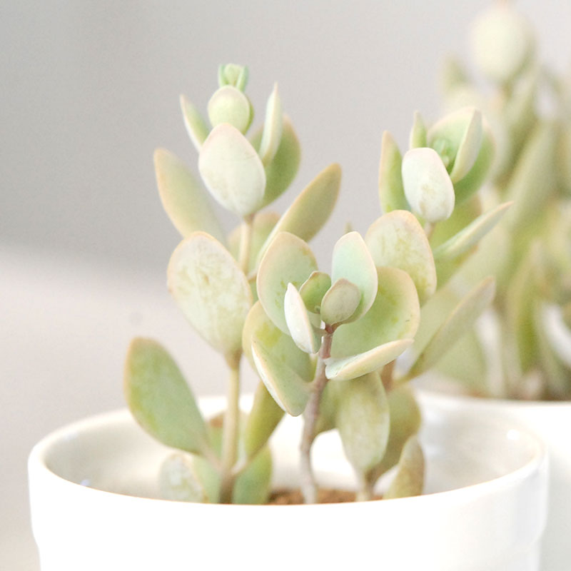 しじみちょう / Kalanchoe