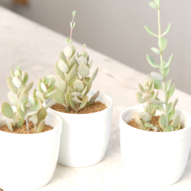 しじみちょう / Kalanchoe