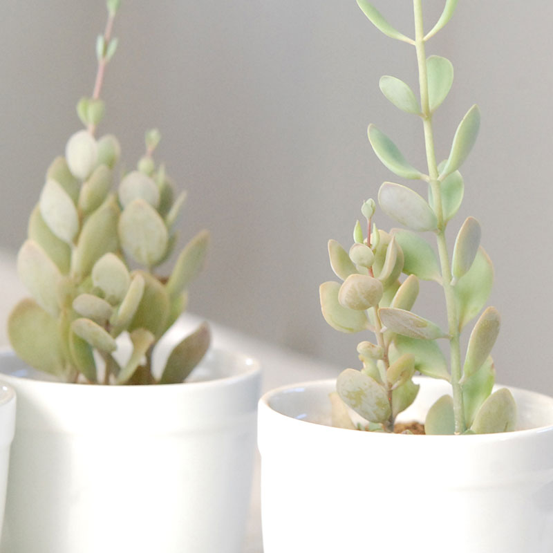 しじみちょう / Kalanchoe