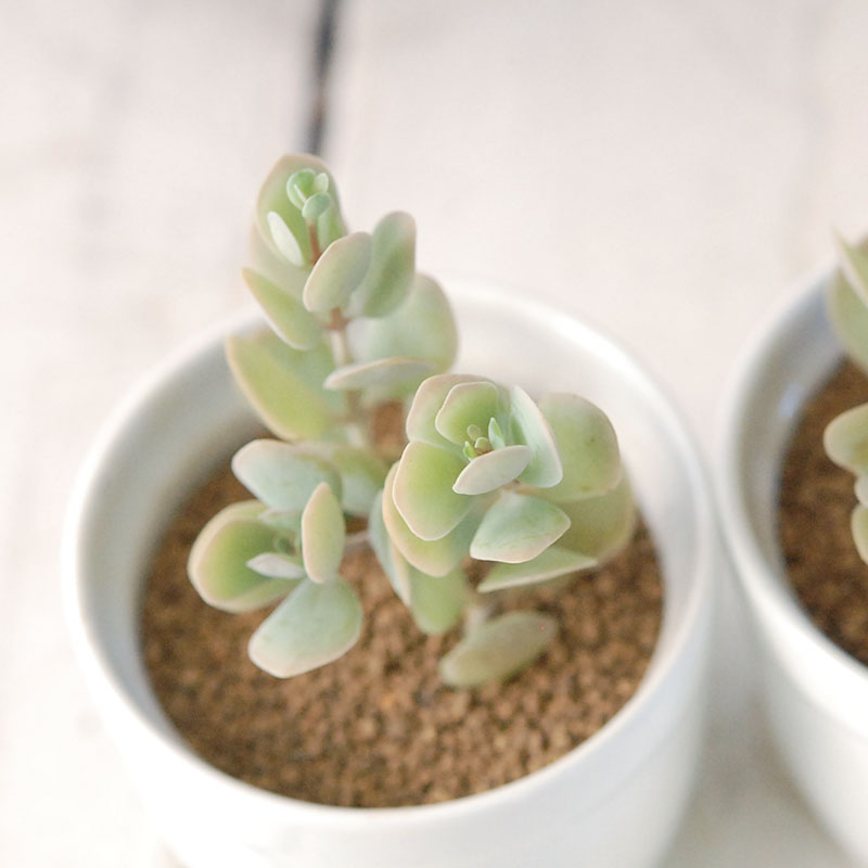 しじみちょう / Kalanchoe