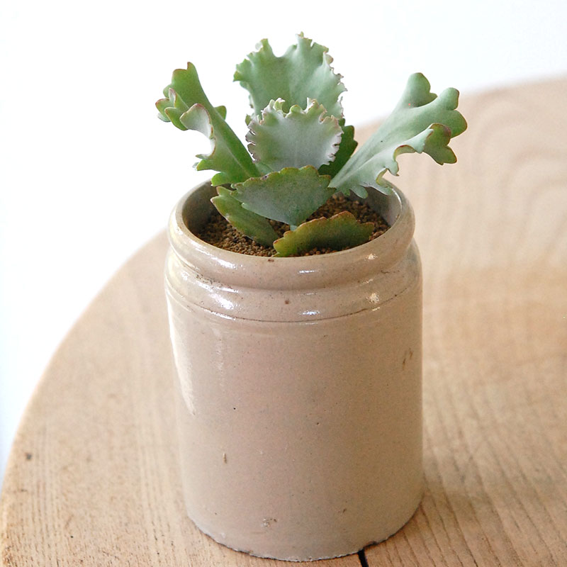 Kalanchoe カーニバル x antique pot
