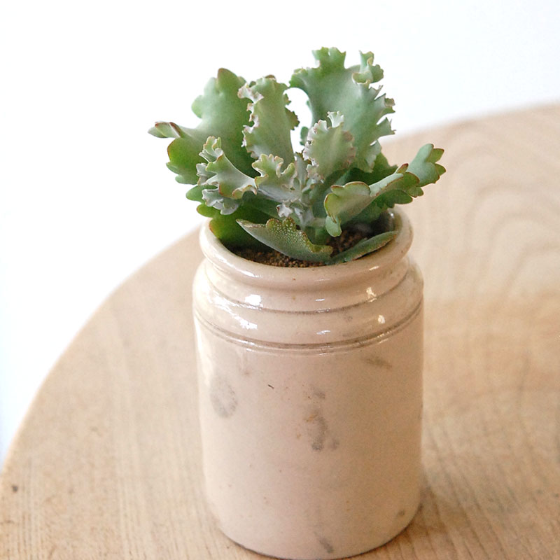 Kalanchoe カーニバル x antique pot