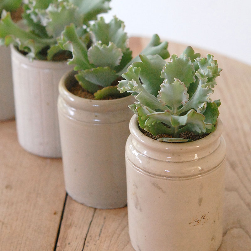 Kalanchoe カーニバル x antique pot