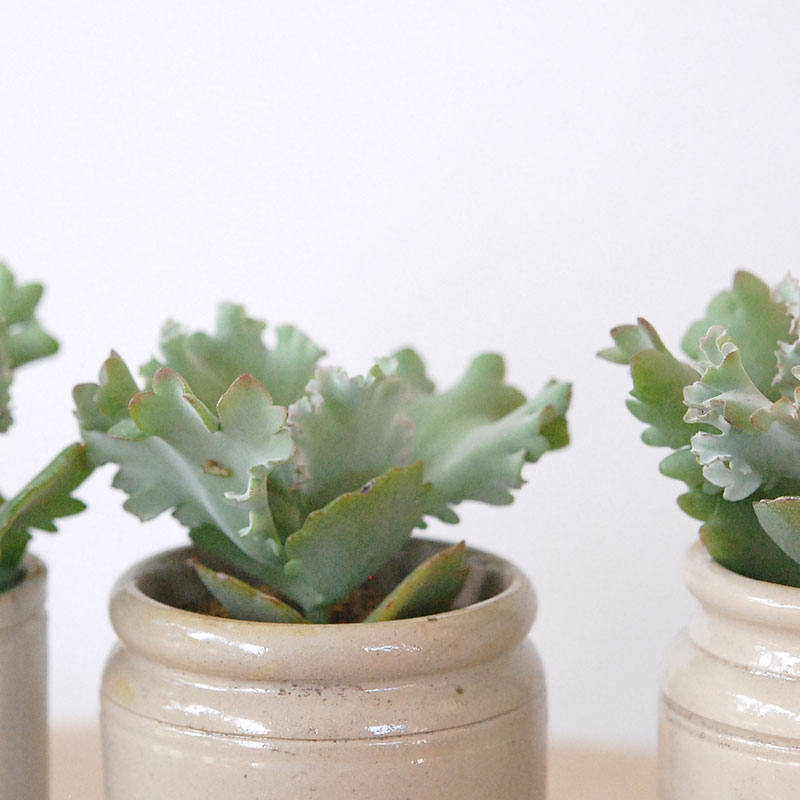 Kalanchoe カーニバル x antique pot
