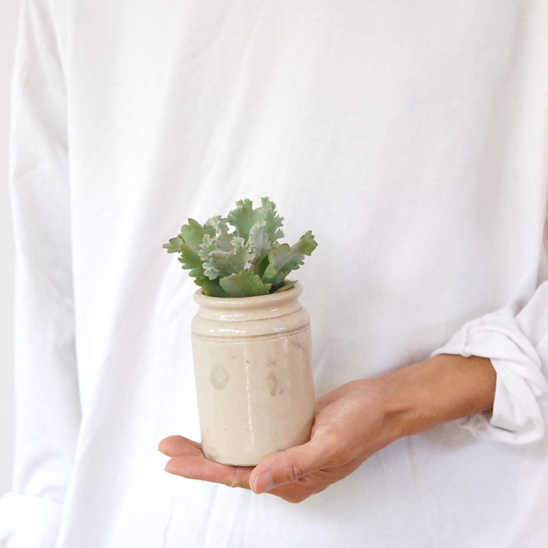 Kalanchoe カーニバル x antique pot