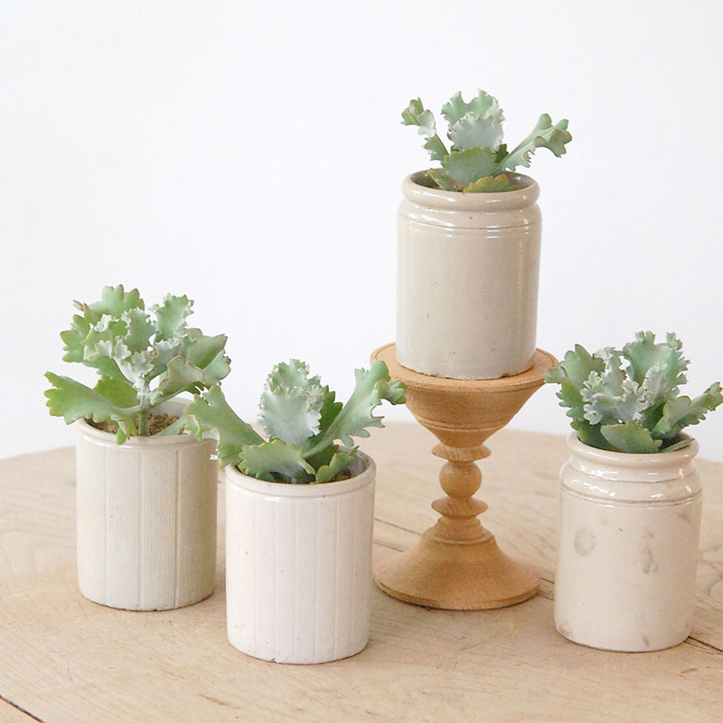 Kalanchoe カーニバル x antique pot