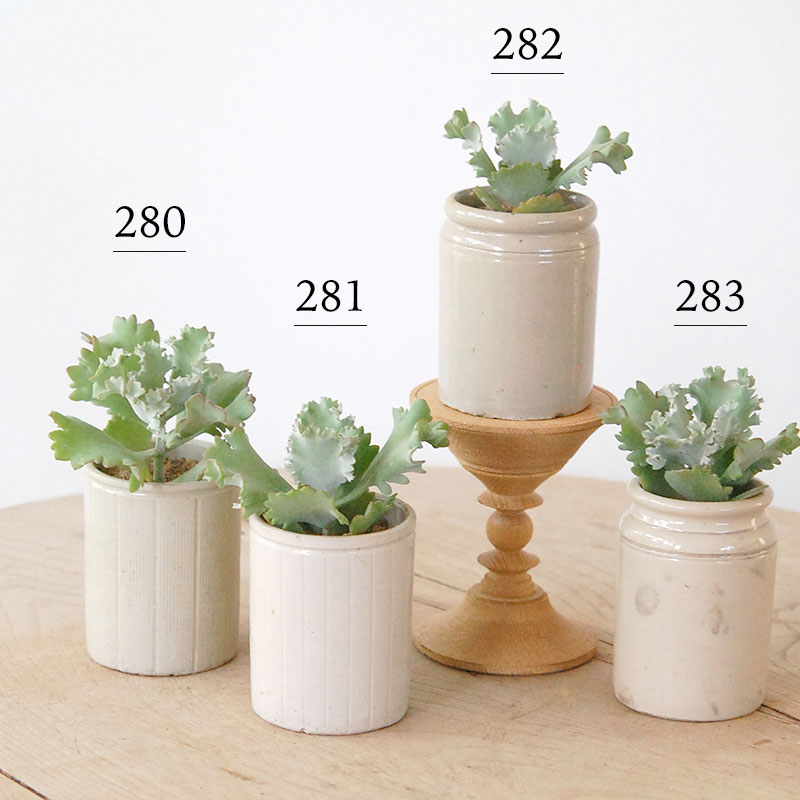 Kalanchoe カーニバル x antique pot