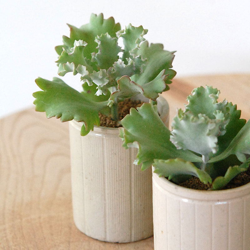 Kalanchoe カーニバル x antique pot